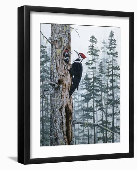 Piliated Woodpeckers-Jeff Tift-Framed Giclee Print