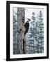 Piliated Woodpeckers-Jeff Tift-Framed Giclee Print