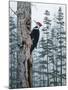 Piliated Woodpeckers-Jeff Tift-Mounted Giclee Print