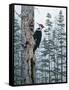 Piliated Woodpeckers-Jeff Tift-Framed Stretched Canvas