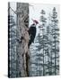 Piliated Woodpeckers-Jeff Tift-Stretched Canvas