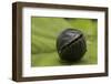 Pill Woodlouse (Armadillidium Vulgare) Rolled Up On In Defenisve Ball-Philip Dalton-Framed Photographic Print