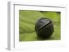 Pill Woodlouse (Armadillidium Vulgare) Rolled Up On In Defenisve Ball-Philip Dalton-Framed Photographic Print