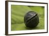 Pill Woodlouse (Armadillidium Vulgare) Rolled Up On In Defenisve Ball-Philip Dalton-Framed Photographic Print