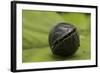 Pill Woodlouse (Armadillidium Vulgare) Rolled Up On In Defenisve Ball-Philip Dalton-Framed Photographic Print