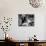 Pillow Talk, Doris Day, Rock Hudson, 1959-null-Photo displayed on a wall
