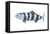 Pilot Fish (Naucrates Ductor), Fishes-Encyclopaedia Britannica-Framed Stretched Canvas