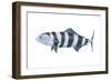 Pilot Fish (Naucrates Ductor), Fishes-Encyclopaedia Britannica-Framed Art Print