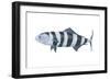 Pilot Fish (Naucrates Ductor), Fishes-Encyclopaedia Britannica-Framed Art Print