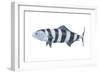 Pilot Fish (Naucrates Ductor), Fishes-Encyclopaedia Britannica-Framed Art Print