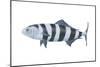 Pilot Fish (Naucrates Ductor), Fishes-Encyclopaedia Britannica-Mounted Art Print