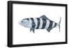 Pilot Fish (Naucrates Ductor), Fishes-Encyclopaedia Britannica-Framed Poster
