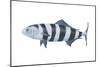 Pilot Fish (Naucrates Ductor), Fishes-Encyclopaedia Britannica-Mounted Poster