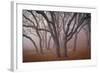 Pilot Road Trees-David Winston-Framed Art Print