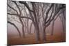 Pilot Road Trees-David Winston-Mounted Art Print