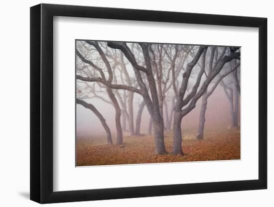 Pilot Road Trees-David Winston-Framed Giclee Print