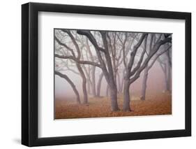 Pilot Road Trees-David Winston-Framed Giclee Print