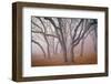 Pilot Road Trees-David Winston-Framed Giclee Print