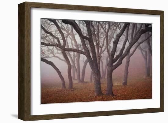 Pilot Road Trees-David Winston-Framed Art Print