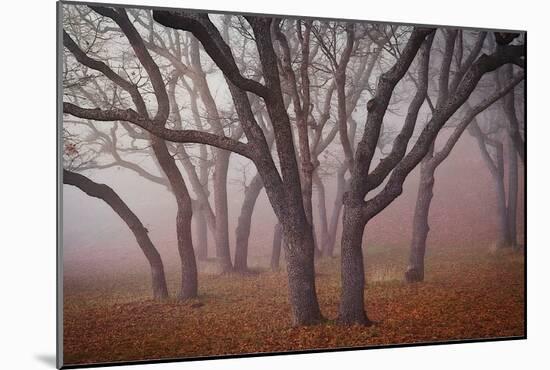 Pilot Road Trees-David Winston-Mounted Art Print