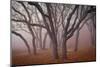 Pilot Road Trees-David Winston-Mounted Art Print