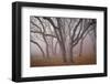 Pilot Road Trees-David Lorenz Winston-Framed Art Print