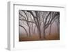 Pilot Road Trees-David Lorenz Winston-Framed Art Print