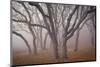 Pilot Road Trees-David Lorenz Winston-Mounted Art Print