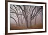 Pilot Road Trees-David Lorenz Winston-Framed Art Print