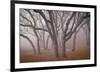 Pilot Road Trees-David Lorenz Winston-Framed Giclee Print