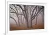 Pilot Road Trees-David Lorenz Winston-Framed Giclee Print