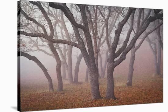 Pilot Road Trees-David Lorenz Winston-Stretched Canvas