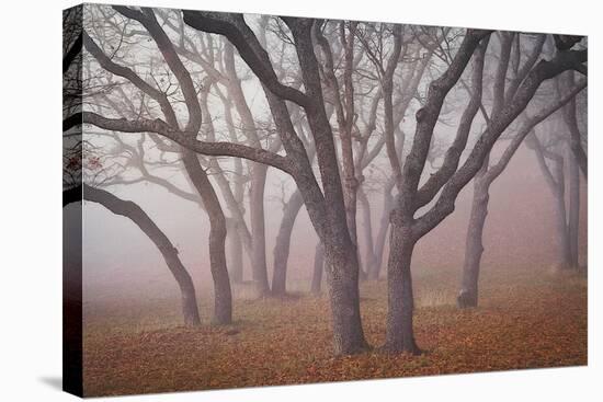 Pilot Road Trees-David Lorenz Winston-Stretched Canvas