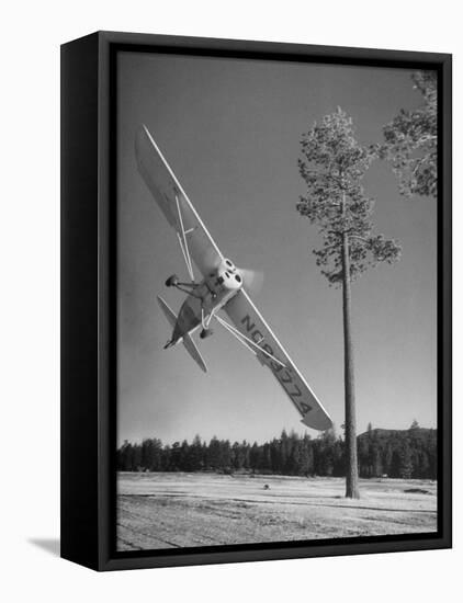 Pilot Sammy Mason Flying around a Tree During a Performance of His California Air Circus-Loomis Dean-Framed Stretched Canvas