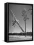 Pilot Sammy Mason Flying around a Tree During a Performance of His California Air Circus-Loomis Dean-Framed Stretched Canvas