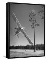 Pilot Sammy Mason Flying around a Tree During a Performance of His California Air Circus-Loomis Dean-Framed Stretched Canvas