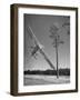 Pilot Sammy Mason Flying around a Tree During a Performance of His California Air Circus-Loomis Dean-Framed Premium Photographic Print