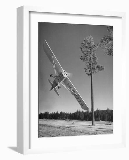 Pilot Sammy Mason Flying around a Tree During a Performance of His California Air Circus-Loomis Dean-Framed Photographic Print