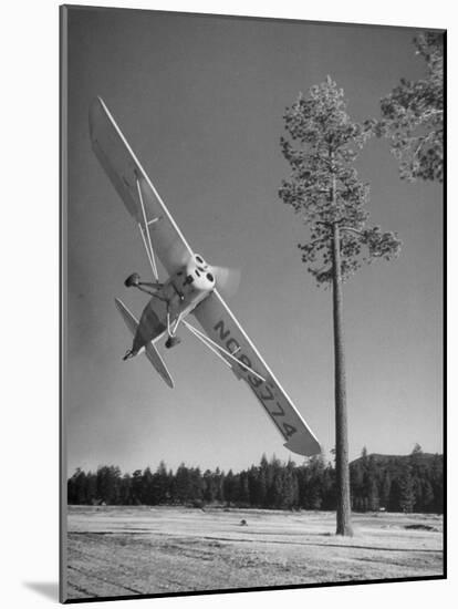 Pilot Sammy Mason Flying around a Tree During a Performance of His California Air Circus-Loomis Dean-Mounted Photographic Print