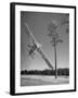 Pilot Sammy Mason Flying around a Tree During a Performance of His California Air Circus-Loomis Dean-Framed Photographic Print