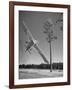 Pilot Sammy Mason Flying around a Tree During a Performance of His California Air Circus-Loomis Dean-Framed Photographic Print