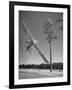 Pilot Sammy Mason Flying around a Tree During a Performance of His California Air Circus-Loomis Dean-Framed Photographic Print