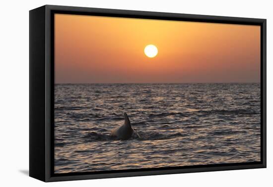 Pilot Whale at Sunset-null-Framed Stretched Canvas