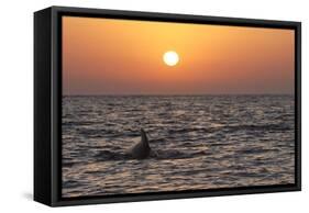 Pilot Whale at Sunset-null-Framed Stretched Canvas