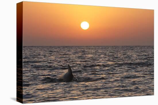 Pilot Whale at Sunset-null-Stretched Canvas