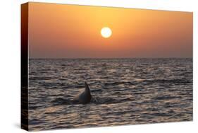 Pilot Whale at Sunset-null-Stretched Canvas