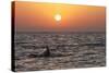 Pilot Whale at Sunset-null-Stretched Canvas