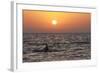 Pilot Whale at Sunset-null-Framed Photographic Print