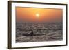 Pilot Whale at Sunset-null-Framed Photographic Print