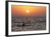 Pilot Whale at Sunset-null-Framed Photographic Print